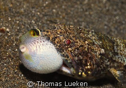 found in Lembeh, D200 by Thomas Lueken 